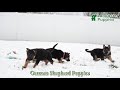 German Shepherd dogs for sale: Penny - Video 1