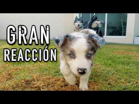 CACHORRO reacciona a 2 perros ADIESTRADOS - IMPRESIONANTE