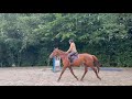 Jument 3 ans par By Ceira d'Ick x Vagabond de la Pomme