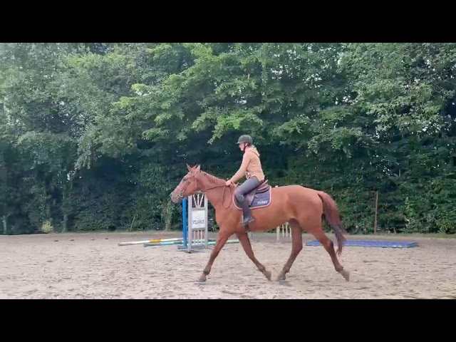 Jument 3 ans par By Ceira d'Ick x Vagabond de la Pomme