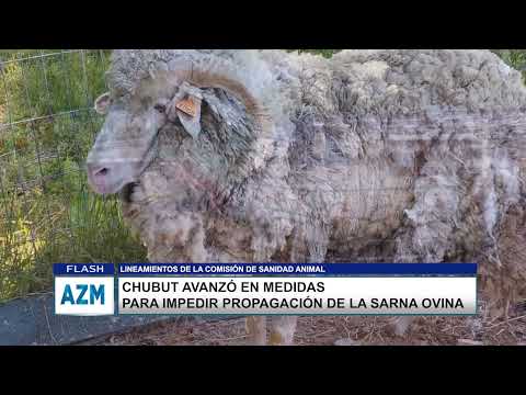 CHUBUT AVANZÓ EN MEDIDAS PARA IMPEDIR PROPAGACIÓN DE LA SARNA OVINA