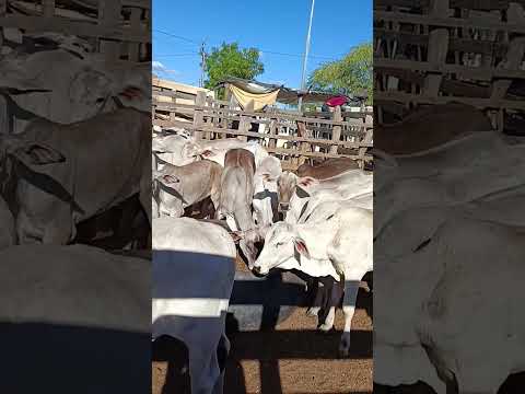 tabira-PE feira de gado.