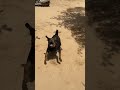 Rottweiler On Aggressive Mood Shortvideo Youtubeshorts Rottweiler Aggressive Tini Vikku3959