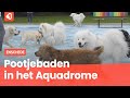 Eerste hondenplons bij Aquadrome groot succes