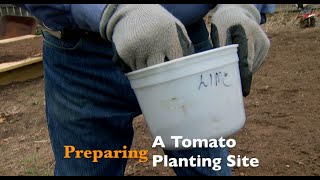 Preparing a Tomato Planting Site