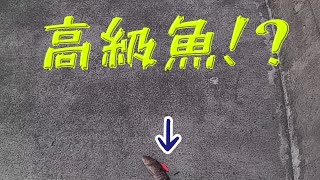 なんか高級魚が釣れた！