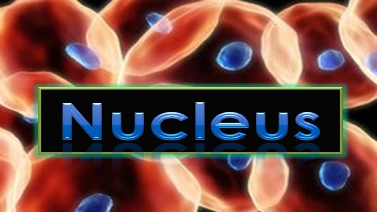 Nucleus - Structure & Function (in Detail)..(#ppt)