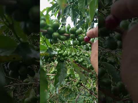 11 de janeiro de 2025