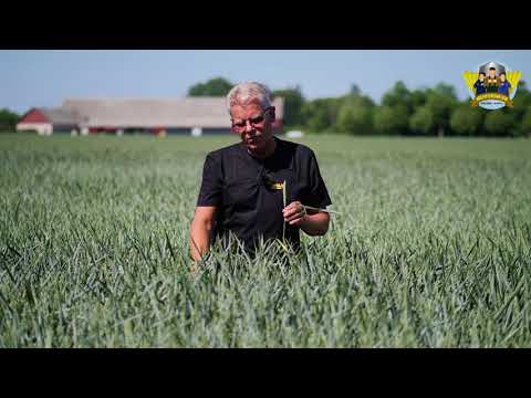 #RÖTTERNA - Höstveteresan 2018 - Hans-Erik resonerar kring svamp, löss och torka