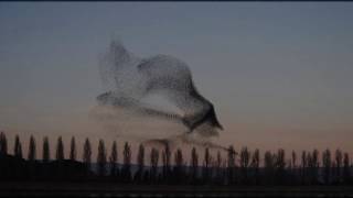 Albano  -  Di Rose e Di Spine