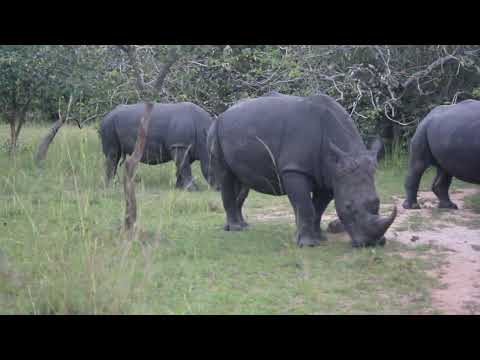 Ziwa rhino - Uganda - september 2024  video Josef Němec - Vepřová 19