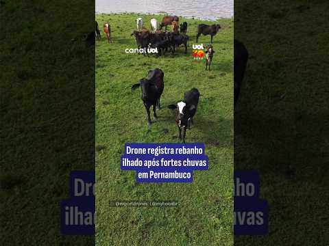 Drone registra rebanho ilhado após fortes chuvas em Pernambuco