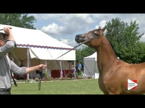 N.37 ELSHAAN - Ströhen 2016 C-Show - Yearling Colts (Class 6)