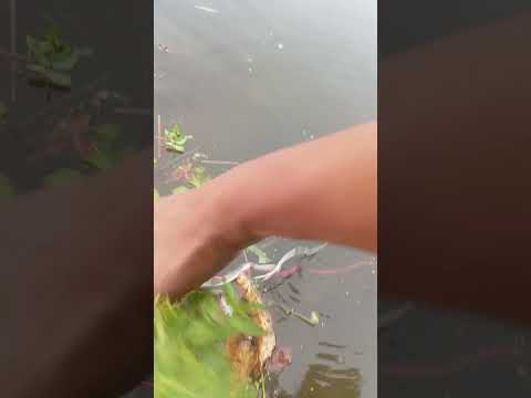 Follower 💐💐💐 #music #beats #reels #fishing #nxt #fish