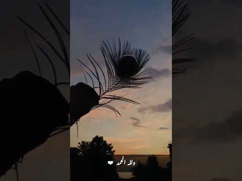 Good morning 🌅.. @cooking with umme Habiba...