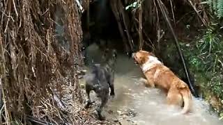 Download lagu Moro Bagong di gunung letik cilung mp3