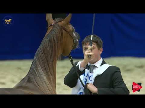 N.53 AJ BARAKAH - Dubai 2019 - Fillies 2 years old