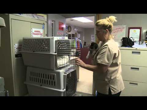 Local Animal Shelter Forced to Euthanasia