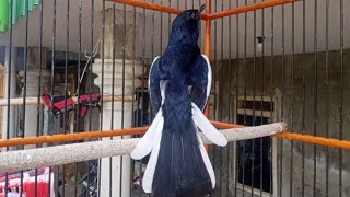 Download lagu Pancingan Kacer ngeplay full emosi tinggi Auto gacor konslet bongkar isian' mp3