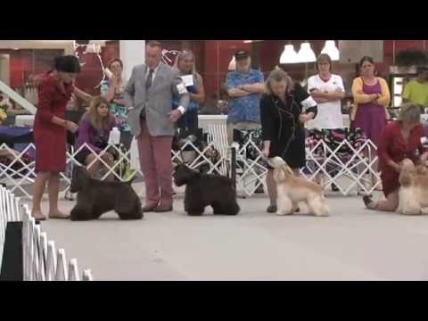 Tricep Countrystars Grand Jury Awarded Winners Dog At The National!