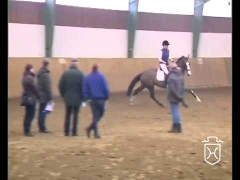 Holsteiner Stute von Casall - Landos - Landadel