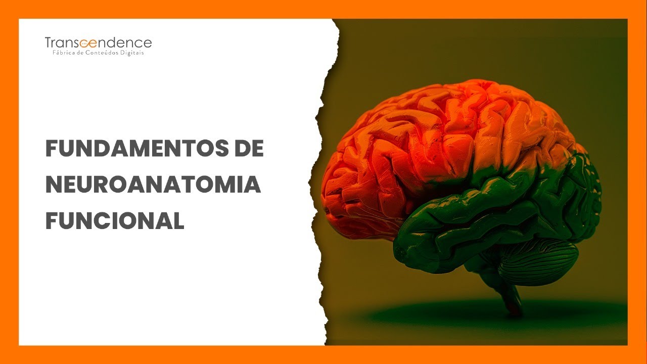 [DICAS+] Conheça a função e a organização do Sistema Nervoso