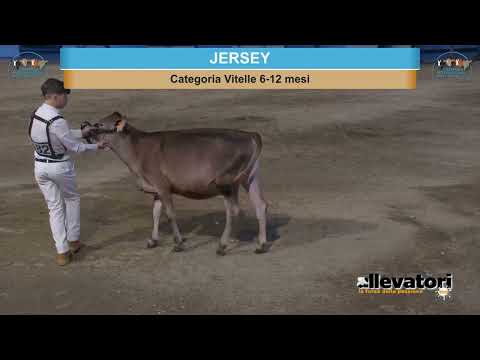 Cremona International Dairy Show 2022 - Jersey Show