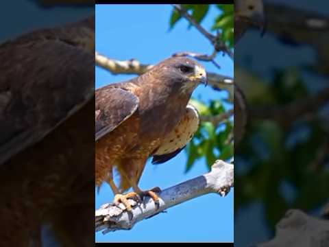 Beautiful Birds Animals with Surah Kausar #shorts#birds#surah#quran#viralshorts