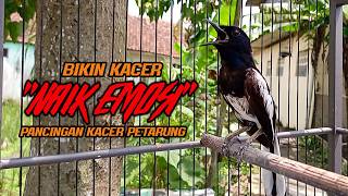 Download lagu Suara Burung KACER ON GACOR Bikin Naik EMOSI LAWAN, Pancingan Kacer Petarung mp3