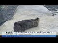 Ollie A Beloved Sea Otter At The Detroit Zoo Dies At 13 Years Old