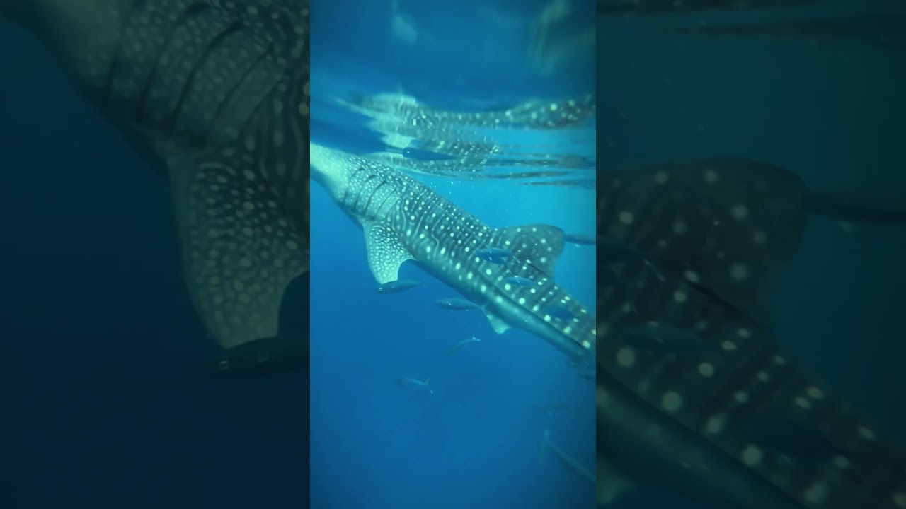 YouTube Short thumbnail