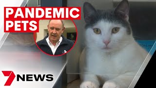 Animal shelters across Sydney are overflowing with unwanted pandemic pets up for grabs | 7NEWS