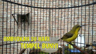 Download lagu DIJAMIN !! SOGON BAHAN MANAPUN PASTI LANGSUNG RESPON DAN NYAUT mp3