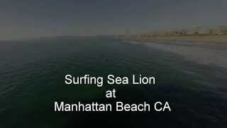 Surfing Sea Lion at Manhattan beach