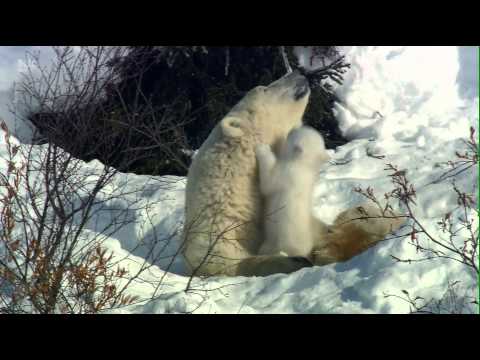 The Adventure of the Polar Bear Cubs: Polar bear cubs playing