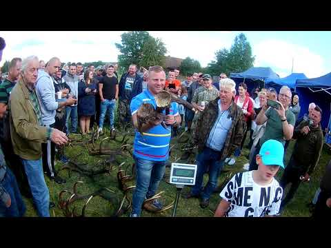 I Mazurski Zlot Pasjonatów Poroży. Czarkowy Grąd 2021.Mega impreza #Poroże #Zrzuty #Impreza #Zabawa