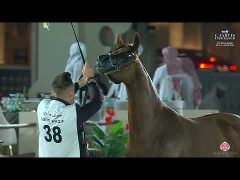 N 38 MENOUAH ALBASHA   4th Souq Waqif International Arabian Horse Show 2023   Fillies 3 Years Old Cl