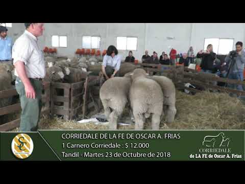 23-10-18 Venta de Carneros Corriedale - Cabaña Corriedale de LA FE de Oscar A. Frias - Tandil