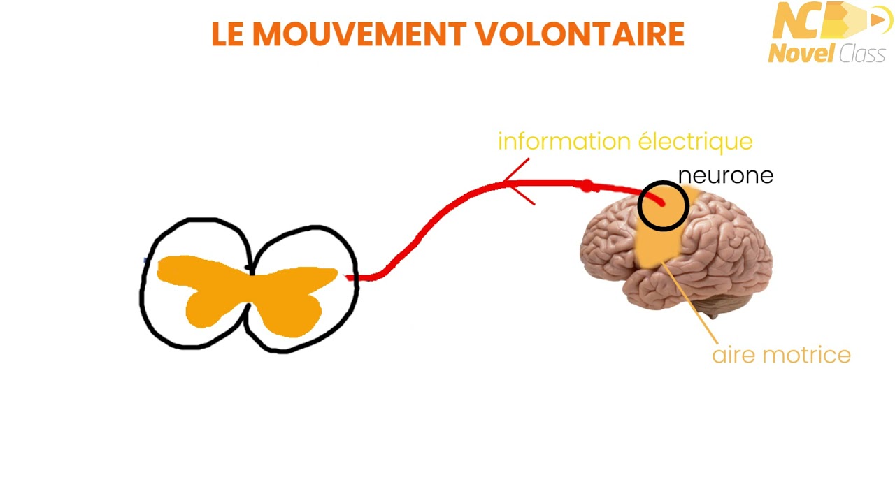 Le Mouvement Volontaire - Terminale Spé SVT