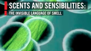 Scents and Sensibilities: The Invisible Language of Smell