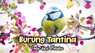 Download lagu LAGU BURUNG TANTINA | LAGU DAERAH MALUKU | DARING SBDP KELAS 2 SD mp3 Download lagu LAGU BURUNG TANTINA | LAGU DAERAH MALUKU | DARING SBDP KELAS 2 SD mp3