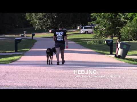 Doberman (Isis) Before and After Training! Doberman training in Charlotte NC