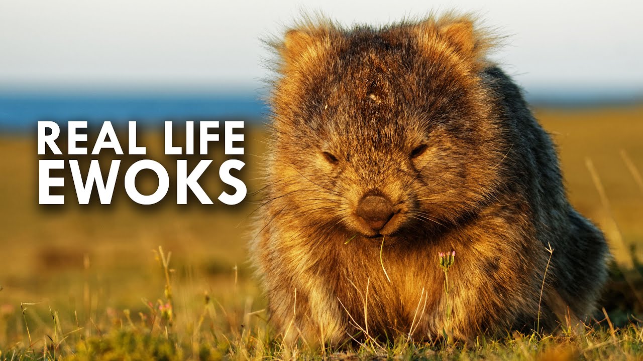 Wombats Look Like Real Life Ewoks