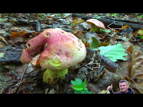 Kraljevski Vrganj - Zwei komaden :))