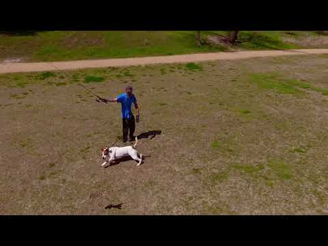 Souls for Paws video.