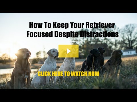 How To Keep Your Retriever Focused Despite Distractions