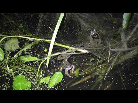 20  Common frogs starting to mate already in England 16feb2021 1010pm Cambridge UK