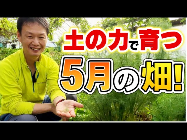 無肥料15年連作で粘土質がフカフカに