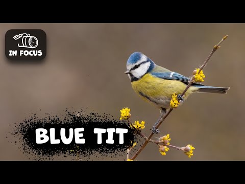 Blaumeise – Was Sie wissen sollten