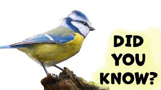 Download lagu BLUE TIT Species Guide mp3